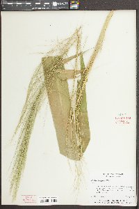 Zizania aquatica image