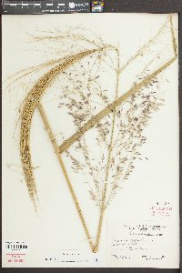 Zizania aquatica image