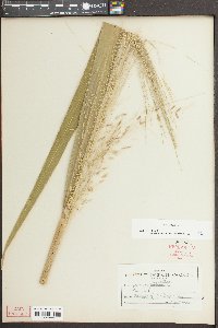 Zizania aquatica image