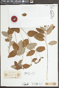 Euphorbia mercurialina image