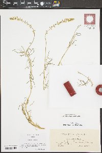 Reseda glauca image