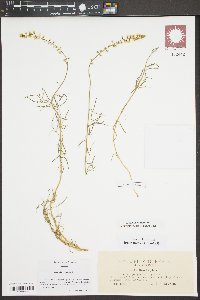 Reseda glauca image