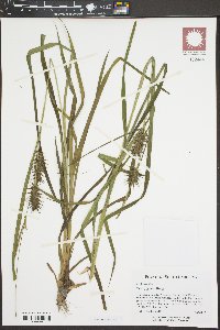 Carex gigantea image