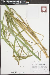 Carex crinita var. brevicrinis image