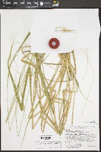 Eriochloa michauxii image