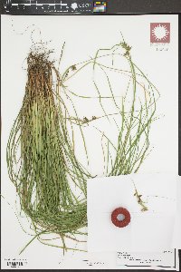 Carex lonchocarpa image