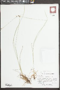 Scleria ciliata image