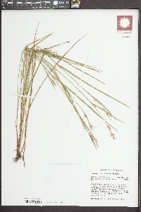 Scleria reticularis image