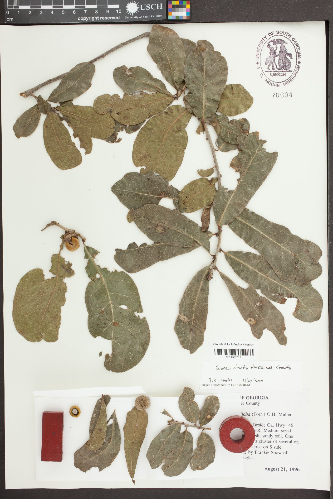 Quercus sinuata var. sinuata image
