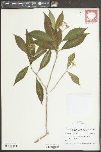 Psychotria pubescens image
