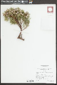 Juniperus coahuilensis image