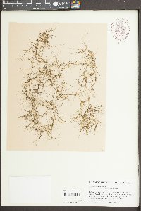 Zannichellia palustris image