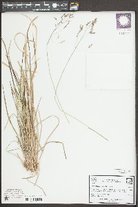 Cinna latifolia image