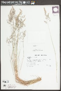 Corynephorus canescens image