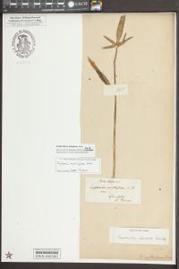 Euphorbia cyathophora image