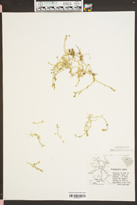 Selaginella apoda image