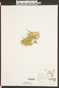 Selaginella apoda image