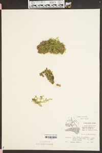 Selaginella apoda image