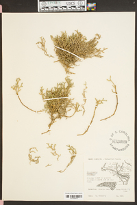 Selaginella tortipila image