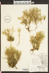 Selaginella tortipila image