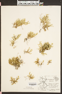 Selaginella rupestris image