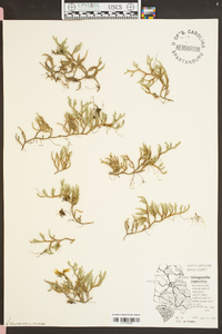 Selaginella rupestris image