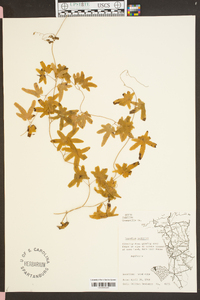 Lygodium palmatum image