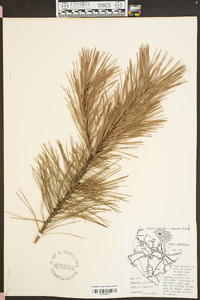 Pinus echinata image