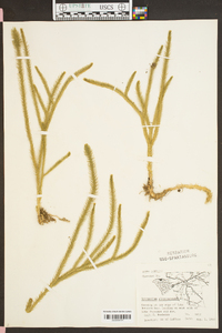 Lycopodiella alopecuroides image