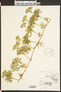 Lycopodium flabelliforme var. ambiguum image