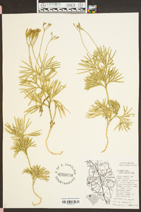 Lycopodium flabelliforme var. ambiguum image