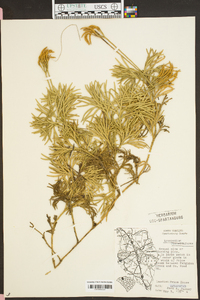 Lycopodium flabelliforme var. ambiguum image