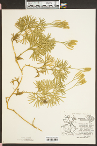 Lycopodium flabelliforme var. ambiguum image