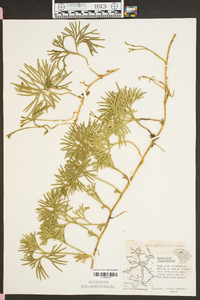 Lycopodium flabelliforme var. ambiguum image