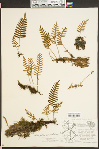 Polypodium polypodioides image