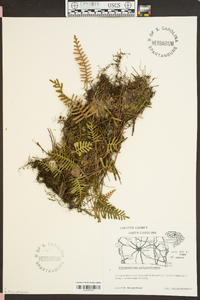 Polypodium polypodioides image