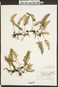 Polypodium polypodioides image