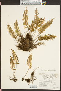 Polypodium polypodioides image