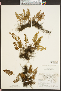 Polypodium polypodioides image