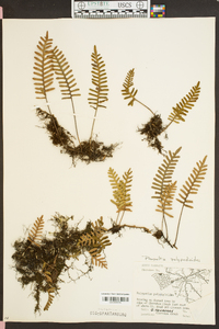 Polypodium polypodioides image