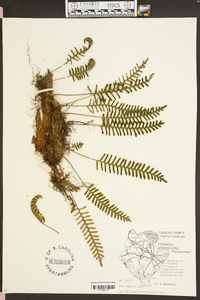 Polypodium polypodioides image