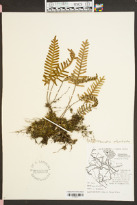 Polypodium polypodioides image