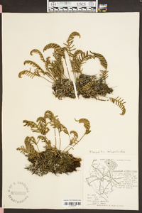 Polypodium polypodioides image