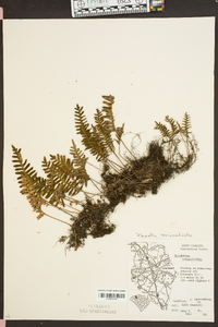 Polypodium polypodioides image