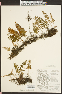 Polypodium polypodioides image