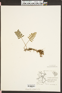 Polypodium polypodioides image