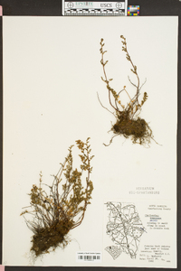 Myriopteris lanosa image