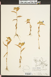 Commelina communis image