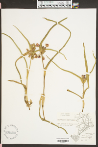 Tradescantia hirsuticaulis image