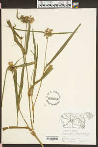 Tradescantia ohiensis image